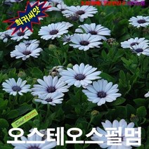(희귀씨앗) 오스테오스펄멈 화이트 15립