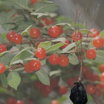 앵두나무 결실주 분묘 앵두묘목, 1개
