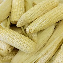 [자미담] 2022년 담양가사문학 햇 찰옥수수(백찰) 5개/30개, 30개