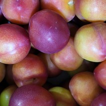 [와이제이] 대석 상 5kg 자두 김천, 1, 상세페이지 참조, 상세페이지 참조