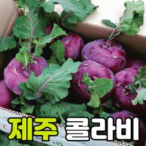 [예약판매] 제주 콜라비 아삭하고 당도높은 콜라비 당일수확 제주직송 5kg 10kg 15kg, 상세페이지 참조3, 5kg (6~9개 내외)