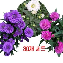 골드씨드 야생화 아스타 모종 30개 세트 2종 셀프조경 노지월동식물 전원주택조경 가을꽃 국화 여러살이해풀 아스타 포트, 30보라