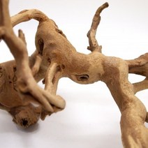 세틀 포도유목 45~60cm, 없음