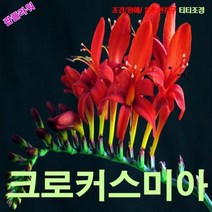 팝플라워크로커스미아(애기범부채) 씨앗 25립