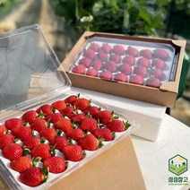 싱싱창고 논산 딸기 당일출하 산지직송 설향 생딸기 제철 과일 선물세트 선물상자 1kg, 1.6kg