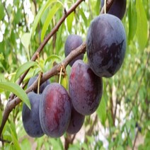 착한가격 나무생각 / 바이오체리 / 1등묘 / 5주, 주