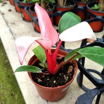 핑크프린세스콩고 (소품) 핑크빛 잎이나는 실내인테리어 공기정화 식물