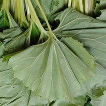 머위잎 4kg 누리농산, 1개