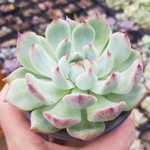 다육 식물 [ 특별구성 7종+선물], 4번-치와와