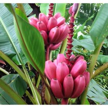 식용 관상용 핑크바나나 미니종 종자 5립 꽃씨몰 야생화 씨앗판매 원예종묘