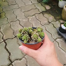 10~20cm 19 리틀쨈 다육식물 다육이 소품