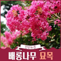 배롱나무 묘목 R 5-6점 목백일홍 꽃나무 정원수 조경용 원예 가드닝
