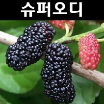 슈퍼오디 나무 묘목 접목1년 뿌리묘 3개/특용수/약용수