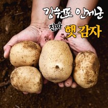 강원도 고랭지 햇 수미 감자 3kg 5kg 10kg 친환경 알 포슬포슬 두백 찐 감자, 10kg 크기: 대 [120-200g]