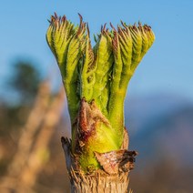 [지리산농부마을] 지리산 야생 두릅 참두릅 나무두릅 산두릅, 1팩, 500g