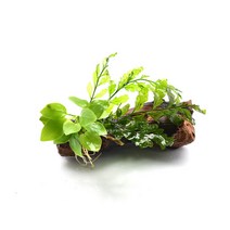 수초-볼비티스 골든나나 유목활착-어항 수족관 수중식물/헬로아쿠아