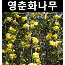 영춘화 키1m 3개/나무 묘목/꽃나무/경사지/조경용