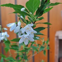 가꾸다 나무말발도리 소품 흰꽃