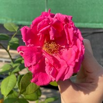 사계줄장미 대륜흑장미 대륜분홍장미 스칼렛 사하라 안젤라 찰스톤 장미 묘목 넝쿨장미, 1개