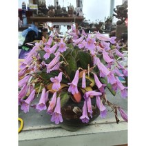 [지인야생화] 우이엽(소품)