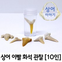10인 상어 이빨 젤리병 관찰 보고서 실험세트 고고학 과학 원리 과학실 실험실 동식물 유아 교재 화석