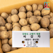 강원도 왕산면 채종 씨감자 수미 10kg 보급종 감자씨