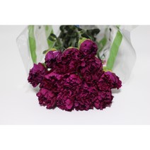 진보라 카네이션 1단 20송이 생화택배 (고속터미널꽃시장 직배송) 꽃예꽃, 카네이션 20송이, 다른색 카네이션으로 변경, 금~일요일 구매시 (화요일 도착)