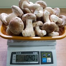 ★행복마을★[신사리마을]착한송이 생버섯(중품)800g, 1box