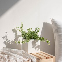 나루플랜트 실내 공기정화식물 화이트화분 공기청정 반려식물 인테리어식물, 1Ea, 푸미라