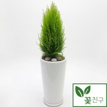 꽃친구 율마 사기분 사각분 소형 중형 탁상용 개업 축하 화분 승진 취임 선물, 물받이바퀴받침(10.000원)