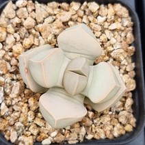 리톱스 마옥 다육이 아프리카식물 다유기 랜덤2갈130, 단품