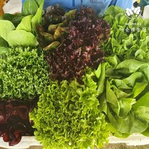 이순례농장) 당일수확 당일배송! 유럽샐러드 7-8종!! (버터헤드 프릴라이즈 파게로 이자벨 미니로메인 카이피라 그린글레이스 오비레드 루비고 등) 유러피안채소 다수구성!, A. Only유럽 통샐러드 7-9종 1KG