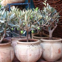 올리브나무(빅펄8)삽목3년/묘목/F0486, 1개