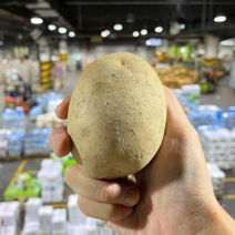 [상가경매로비즈니스하라] 경매직송 감자, 5kg, S급, 120-180g(특)
