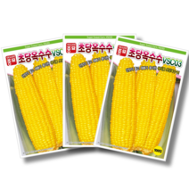 초당옥수수씨앗 (100립), 9개