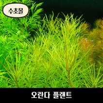 [수초몰] 오란다 플랜트 키우기 쉬운 수초, 8촉