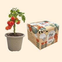 오늘도 새싹 - 지피포트 방울토마토 키우기/ 모종키우기 원예체험 재배 식물키우기