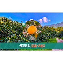 고당도 창녕 화왕산 햇단감 특품 5kg(17과내외)