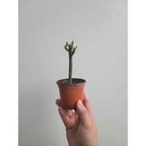 유포르비아 연필선인장 작은소품 10~25cm 25