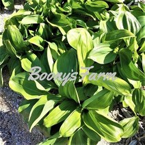 [분이네농원] 강원도 진고개 노지 생 산마늘(명이나물) 2kg