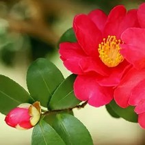 애기동백 / 산다화 묘목 / 베이비동백 높이1미터 TT10