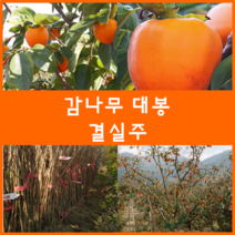 착한가격 나무생각 감나무모음, 감나무(대봉) 결실주, 9999개