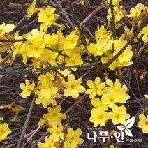 [나무인] 영춘화 개화주 5그루