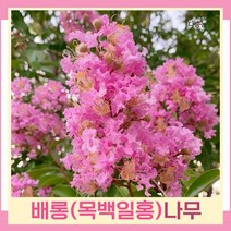 배롱나무 묘목 목백일홍 개화주(분) 1개