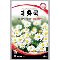 세계 제충국 씨앗 다년생 아스타 달마시안 살충제 국화과 봄 여름 가을 꽃씨 종자, 족두리꽃