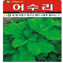 아람종묘 어수리 50립 어수리씨 어수리종자 어수리씨앗