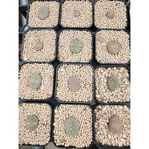 (공주네다육이화원) 3000원 리톱스 랜덤 3+1, 1개