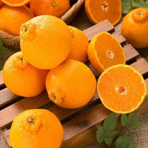 제주 써니트 한라봉 3kg 중과, 선택하세요:제주 써니트 한라봉 3kg 중과