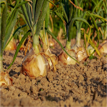 강가네 국내산 양파 햇양파 3kg 5kg 10kg, 중