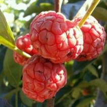 접목꾸지뽕 꾸지뽕 5년생 결실주, 상세페이지 참조, 상세페이지 참조